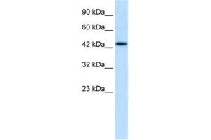 Western Blotting (WB) image for anti-Distal-Less Homeobox Protein 2 (DLX2) antibody (ABIN2460252) (DLX2 antibody)