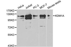 Western blot analysis of extracts of various cell lysates using KDM1A antibody. (LSD1 antibody  (AA 130-380))