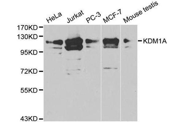 LSD1 antibody  (AA 130-380)