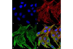 Immunocytochemistry/Immunofluorescence analysis using Rabbit Anti-Kir4. (KCNJ10 antibody  (Biotin))