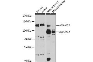 Western blot analysis of extracts of various cell lines, using  antibody (ABIN3015338, ABIN3015339, ABIN5663782 and ABIN6213995) at 1:1000 dilution. (ADAM17 antibody  (C-Term))
