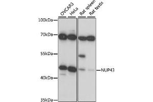Western blot analysis of extracts of various cell lines, using NUP43 antibody (ABIN7269043) at 1:1000 dilution. (NUP43 antibody  (AA 150-260))