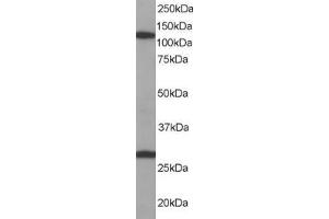 ABIN184802 staining (0. (IPO7 antibody  (C-Term))