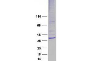 Western Blotting (WB) image for Hydrogen Voltage-Gated Channel 1 (HVCN1) (Transcript Variant 2) protein (Myc-DYKDDDDK Tag) (ABIN2723132)