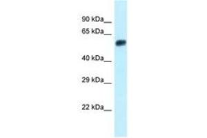 Image no. 1 for anti-Endonuclease/exonuclease/phosphatase Family Domain Containing 1 (EEPD1) (N-Term) antibody (ABIN6747925) (EEPD1 antibody  (N-Term))