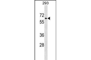 ZNHIT6 Antibody (C-term) (ABIN1537170 and ABIN2849204) western blot analysis in 293 cell line lysates (35 μg/lane). (ZNHIT6 antibody  (C-Term))