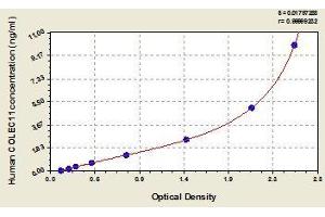 Typical standard curve (COLEC11 ELISA Kit)