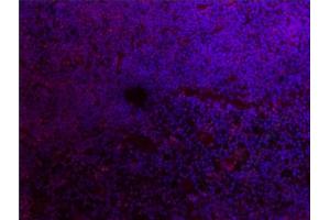 Immunofluorescence (IF) image for anti-Ionized Calcium-binding Adapter Molecule 1 (IBA1) (AA 51-147) antibody (ABIN685477)