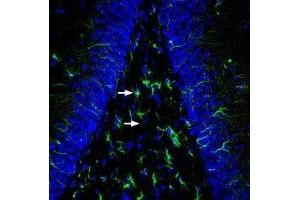 Expression of MRGE in rat hippocampus - Immunohistochemical staining of perfusion-fixed frozen rat brain sections with Anti-MRGPRE Antibody (ABIN7043319, ABIN7044604 and ABIN7044605), (1:200), followed by goat-anti-rabbit-AlexaFluor-488. (MRGPRE antibody  (AA 197-209))