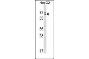 Western blot analysis of MED26 Antibody (Center) in HepG2 cell line lysates (35ug/lane).