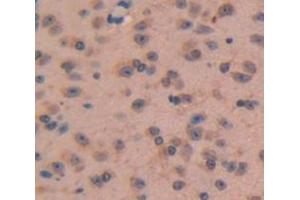 IHC-P analysis of Mouse Tissue, with DAB staining. (NPPC antibody  (AA 18-104))