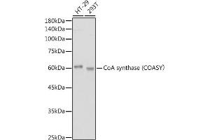 Western blot analysis of extracts of various cell lines, using CoA synthase (COASY) antibody (ABIN7266420) at 1:1000 dilution. (COASY antibody)
