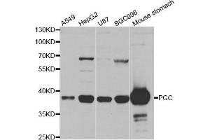 Western blot analysis of extracts of various cell lines, using PGC antibody. (PGC antibody  (AA 100-200))