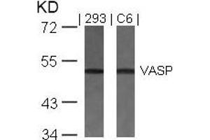 Western blot analysis of extracts from 293 and C6 cells using VASP(Ab-157) Antibody. (VASP antibody)