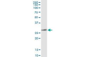 Immunoprecipitation of MMP7 transfected lysate using anti-MMP7 MaxPab rabbit polyclonal antibody and Protein A Magnetic Bead , and immunoblotted with MMP7 purified MaxPab mouse polyclonal antibody (B01P) .