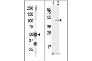 Image no. 2 for anti-SET Domain Containing (Lysine Methyltransferase) 7 (SETD7) (Middle Region) antibody (ABIN356694) (SETD7 antibody  (Middle Region))