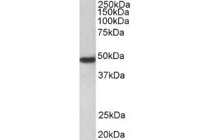 ABIN570970 (0. (PAR1 antibody  (Internal Region))