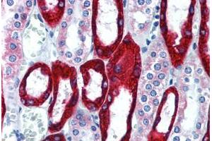 Human Kidney (formalin-fixed, paraffin-embedded) stained with KRT19 antibody ABIN292298 at 10 ug/ml followed by biotinylated anti-mouse IgG secondary antibody ABIN481714, alkaline phosphatase-streptavidin and chromogen. (Cytokeratin 19 antibody)
