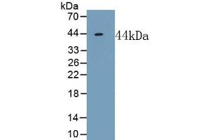 Detection of Recombinant NPFF, Mouse using Polyclonal Antibody to Neuropeptide FF (NPFF)