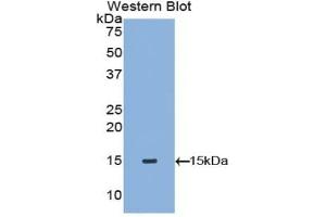Detection of Recombinant TPS, Canine using Polyclonal Antibody to Tryptase (TPS) (TPSAB1 antibody  (AA 151-275))