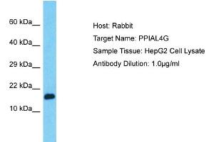 Host: Rabbit Target Name: PPIAL4G Sample Type: HepG2 Whole Cell lysates Antibody Dilution: 1. (PPIAL4G antibody  (C-Term))