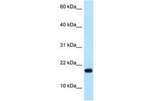 Image no. 1 for anti-Mago-Nashi Homolog B (MAGOHB) (AA 65-114) antibody (ABIN6747896) (Mago Nashi Homolog 2 antibody  (AA 65-114))
