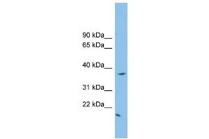 WB Suggested Anti-FKBPL Antibody Titration: 0. (FKBPL antibody  (N-Term))