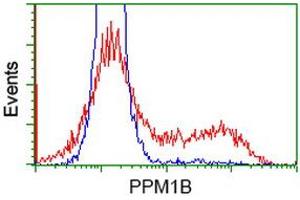 HEK293T cells transfected with either RC212918 overexpress plasmid (Red) or empty vector control plasmid (Blue) were immunostained by anti-PPM1B antibody (ABIN2454546), and then analyzed by flow cytometry. (PPM1B antibody)