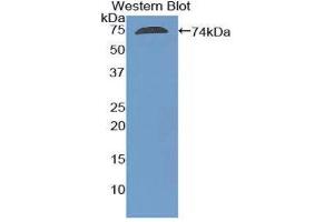 Western Blotting (WB) image for anti-Actin, gamma 1 (ACTG1) (AA 1-375) antibody (ABIN1857879) (Actin, gamma 1 antibody  (AA 1-375))