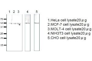 Western Blotting (WB) image for anti-Ras-Related GTP Binding C (RRAGC) (full length) antibody (ABIN2452103) (GTR2 antibody  (full length))