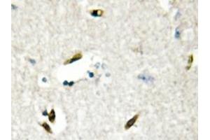 Immunohistochemistry analyzes of hnRNP G antibody in paraffin-embedded human brain tissue. (RBMX antibody)