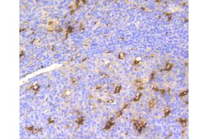 Immunohistochemistry of paraffin-embedded human tonsil using LYZ antibody (ABIN4904274) at dilution of 1:100 (40x lens).