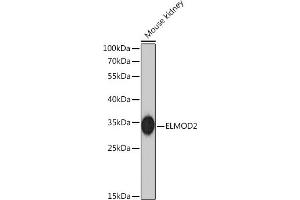 Western blot analysis of extracts of Mouse kidney, using ELMOD2 Rabbit pAb  at 1:1000 dilution. (ELMOD2 antibody)