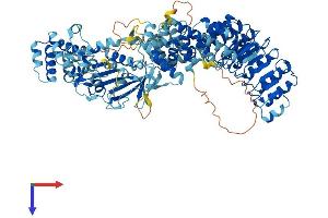 NOD1 Protein (AA 1-953) (His tag)