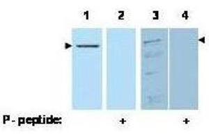 Western blot using  affinity purified anti-Pdcd4 pS457 antibody shows detection of Pdcd4 phosphorylated at Ser 457 (arrowheads). (PDCD4 antibody  (pSer457))