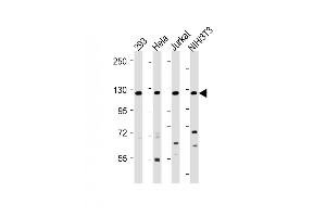 All lanes : Anti-INTS3 Antibody (Center) at 1:2000 dilution Lane 1: 293 whole cell lysate Lane 2: Hela whole cell lysate Lane 3: Jurkat whole cell lysate Lane 4: NIH/3T3 whole cell lysate Lysates/proteins at 20 μg per lane. (INTS3 antibody  (AA 518-551))