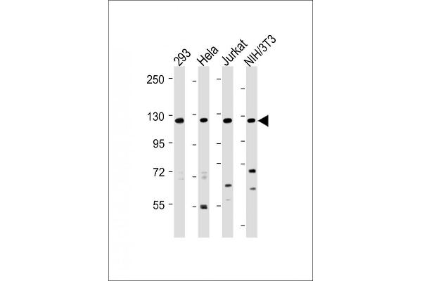 INTS3 anticorps  (AA 518-551)
