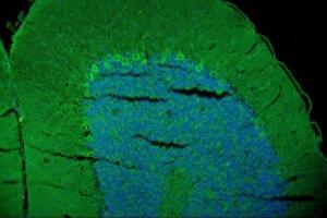 IF analysis of GAP43 using anti-GAP43 antibody (ABIN7603111).