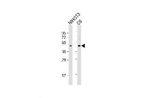 Western Blot at 1:2000 dilution Lane 1: NIH/3T3 whole cell lysate Lane 2: C6 whole cell lysate Lysates/proteins at 20 ug per lane. (CREB1 antibody  (AA 105-132))