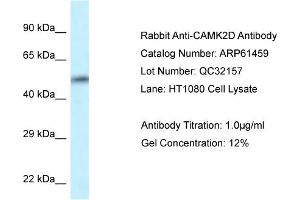 Western Blotting (WB) image for anti-Calcium/calmodulin-Dependent Protein Kinase II delta (CAMK2D) (C-Term) antibody (ABIN2788811)