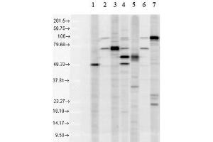 Western blot analysis of Human Cell line lysates showing detection of KDEL protein using Rabbit Anti-KDEL Polyclonal Antibody (ABIN863187 and ABIN863188). (KDEL antibody)