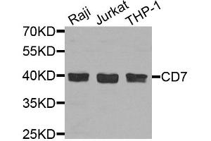 Western blot analysis of extracts of various cell lines, using CD7 antibody. (CD7 antibody)