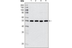 Western blot analysis using HDAC3 mouse mAb against Hela (1), NIH/3T3 (2), C6 (3) and COS (4) cell lysate. (HDAC3 antibody  (AA 224-428))