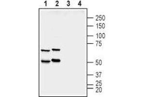 Western blot analysis of rat (lanes 1 and 3) and mouse (lanes 2 and 4) brain membranes:  - 1,2.