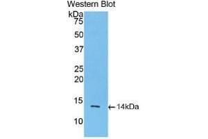 Detection of Recombinant INHbA, Rat using Monoclonal Antibody to Inhibin Beta A (INHbA) (INHBA antibody  (AA 314-424))