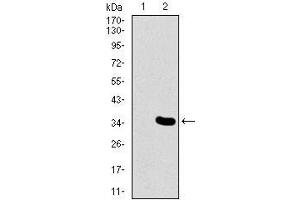 Western blot analysis using MESP2 mAb against HEK293 (1) and MESP2 (AA: 37-94)-hIgGFc transfected HEK293 (2) cell lysate. (Mesp2 antibody  (AA 37-94))