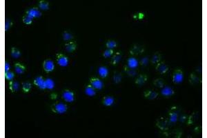 Anti-PTPRE mouse monoclonal antibody (ABIN2453547) immunofluorescent staining of COS7 cells transiently transfected by pCMV6-ENTRY PTPRE (RC207950).