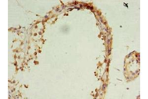 Immunohistochemistry of paraffin-embedded human testis tissue using ABIN7162127 at dilution of 1:100 (OCIAD1 antibody  (AA 1-245))