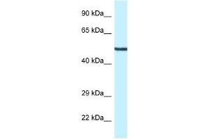 Western Blot showing Map2k5 antibody used at a concentration of 1. (MAP2K5 antibody  (N-Term))