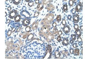 GNAS antibody was used for immunohistochemistry at a concentration of 4-8 ug/ml to stain Epithelial cells of renal tubule (arrows) in Human Kidney.